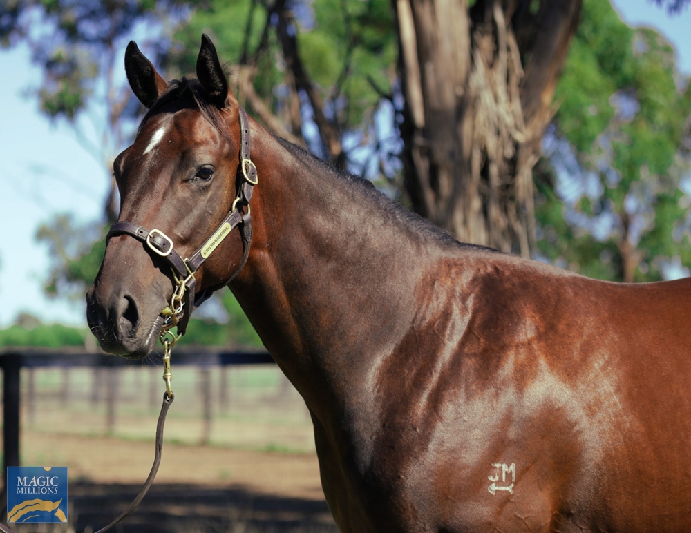2022 Adelaide Yearling Sale Lot 208 Smart Missile (AUS